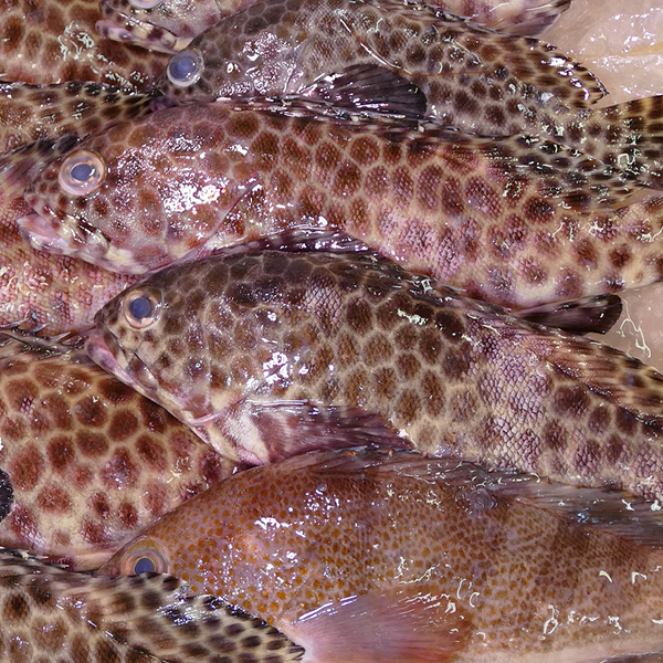 rock cod rock cod