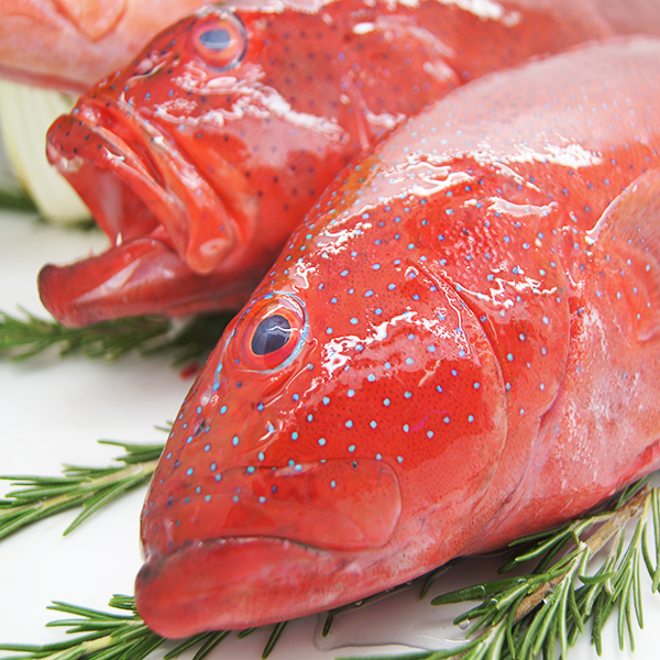 Coral Trout Fresh Gold Medal Wild Caught Gold Coast