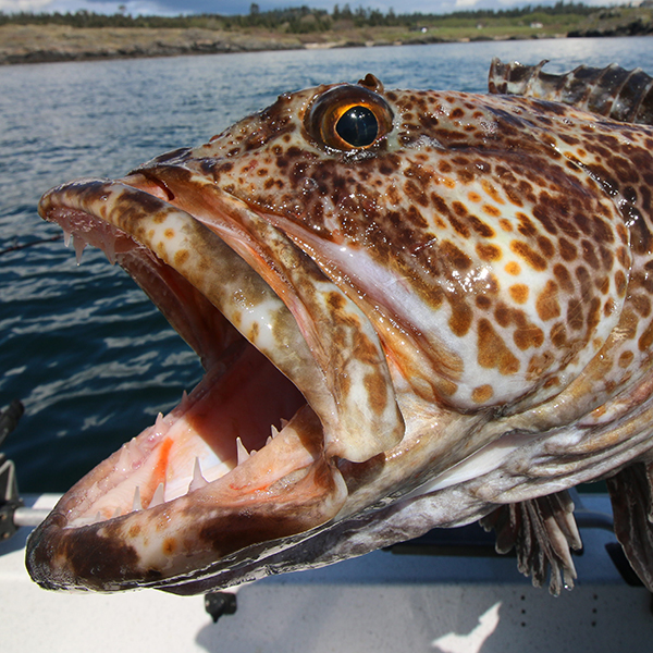 Rock Cod....Grouper Fresh Wild - Gold Coast