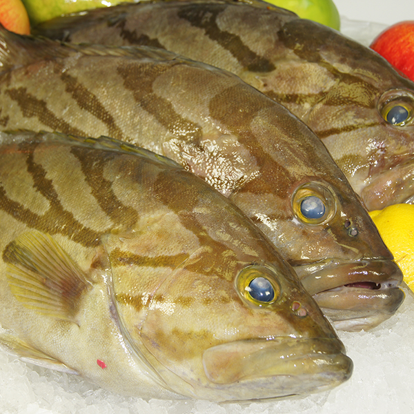 Cod Reef Wild Caught - Gold Coast
